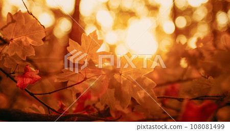 Golden foliage background. Autumn forest. Fall nature scenery. Yellow red morning woods maple tree leaves branch in lens flare in bokeh sunshine light. Golden foliage background. Autumn forest. Fall nature scenery. Yellow red morning woods maple tree leaves branch in lens flare in bokeh sunshine light. 108081499