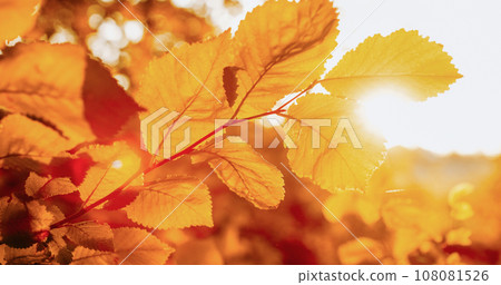 Autumn foliage background. Forest sunset. Fall nature beauty. Golden season tree leaves branch peaceful scenery in bokeh light blur foggy skyline. Autumn foliage background. Forest sunset. Fall nature beauty. Golden season tree leaves branch peaceful scenery in bokeh light blur foggy skyline. 108081526