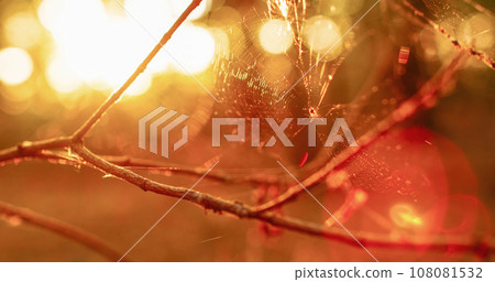 Forest wildlife background. Autumn morning nature. Spider web on bare tree branch with lens flare in golden yellow orange blur bokeh light glow. 108081532
