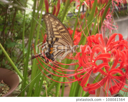 Animal Photography: Yellow Swallowtail, Lady in the Flowerbed 108081564