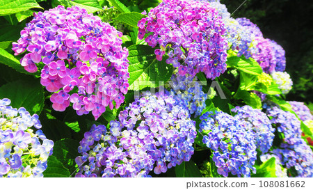 Scenery of hydrangeas in full bloom (Aokicho Park, Kawaguchi City, Saitama Prefecture) 108081662