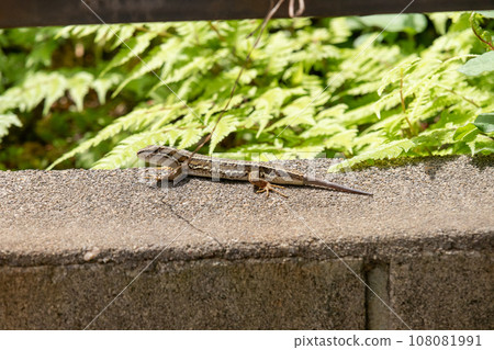 Japanese kana snake whose tail is regenerating 108081991
