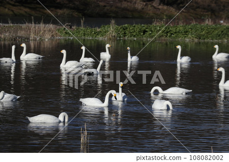 Swan in Takarada Yui Pond 108082002