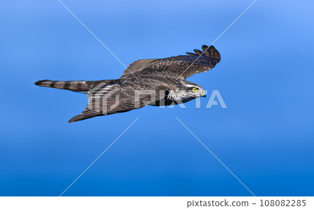 High hawk 108082285