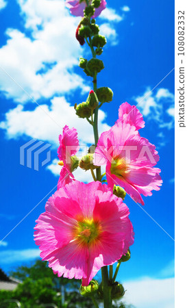 Summer blue sky and hollyhocks landscape 108082332