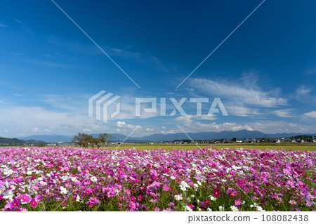 波斯菊領域和秋天天空拷貝空間 波斯菊領域和秋天天空拷貝空間 108082438