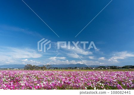 波斯菊領域和秋天天空拷貝空間 波斯菊領域和秋天天空拷貝空間 108082441