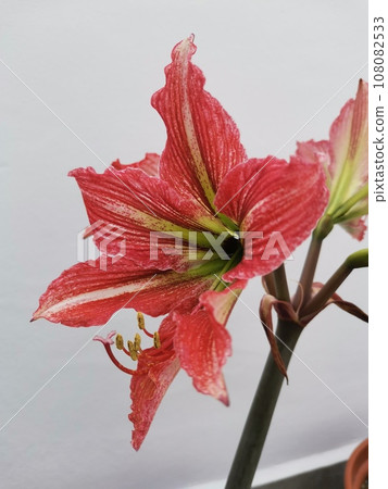 Red and White Hippeastrum flower close-up Red and White Hippeastrum flower close-up 108082533