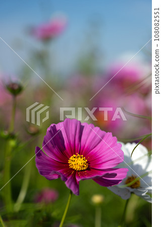 Cosmos field and autumn sunshine 108082551