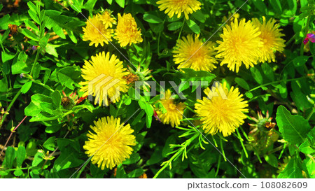 Landscape with blooming dandelions 108082609