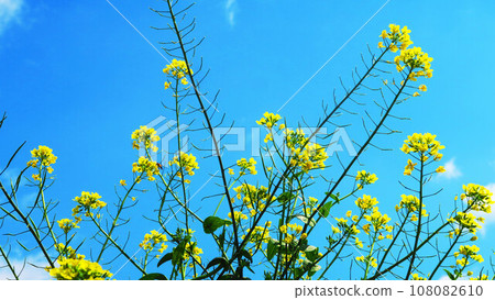 Scenery of rape blossoms in full bloom and blue sky Scenery of rape blossoms in full bloom and blue sky 108082610