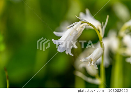 White flowers that shine in the morning sun of spring ~ Hanging Daffodils ~ 108082623