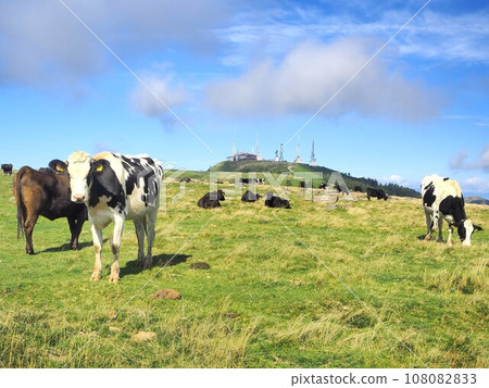 長野縣,放牧的乳牛和小牛津的景色,9 月 長野縣,放牧的乳牛和小牛津的景色,9 月 108082833