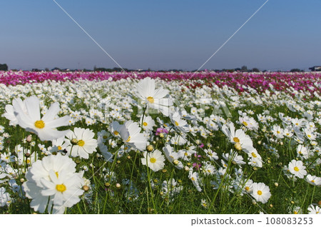 Sanko Cosmos Garden 108083253
