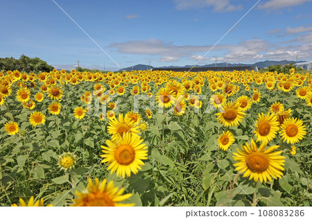 Sunflower field (sea of flowers) 108083286