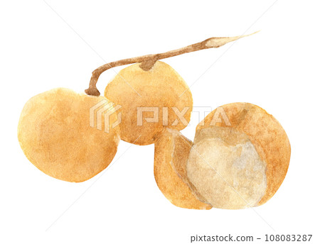 Fresh longan fruit. Watercolor illustration tropical fruit. 108083287