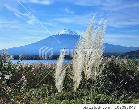 湖邊的潘帕斯草 108083848