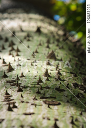 bark with bottle tree thorns 108083913
