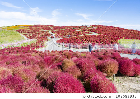 Hitachi Seaside Park in autumn, kochia with red leaves, Hitachinaka City, Ibaraki Prefecture Hitachi Seaside Park in autumn, kochia with red leaves, Hitachinaka City, Ibaraki Prefecture 108083933