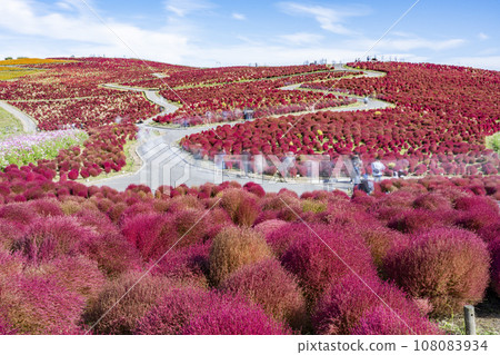 Hitachi Seaside Park in autumn, kochia with red leaves, Hitachinaka City, Ibaraki Prefecture Hitachi Seaside Park in autumn, kochia with red leaves, Hitachinaka City, Ibaraki Prefecture 108083934