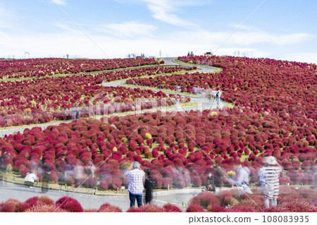 Hitachi Seaside Park in autumn, kochia with red leaves, Hitachinaka City, Ibaraki Prefecture Hitachi Seaside Park in autumn, kochia with red leaves, Hitachinaka City, Ibaraki Prefecture 108083935