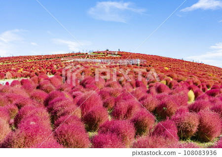 Hitachi Seaside Park in autumn, kochia with red leaves, Hitachinaka City, Ibaraki Prefecture Hitachi Seaside Park in autumn, kochia with red leaves, Hitachinaka City, Ibaraki Prefecture 108083936