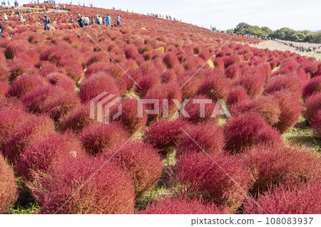 Hitachi Seaside Park in autumn, kochia with red leaves, Hitachinaka City, Ibaraki Prefecture Hitachi Seaside Park in autumn, kochia with red leaves, Hitachinaka City, Ibaraki Prefecture 108083937