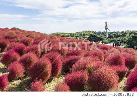 Hitachi Seaside Park in autumn, kochia with red leaves, Hitachinaka City, Ibaraki Prefecture Hitachi Seaside Park in autumn, kochia with red leaves, Hitachinaka City, Ibaraki Prefecture 108083938