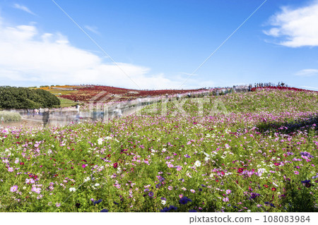 Hitachi Seaside Park in autumn, kochia and cosmos with red leaves, Hitachinaka City, Ibaraki Prefecture Hitachi Seaside Park in autumn, kochia and cosmos with red leaves, Hitachinaka City, Ibaraki Prefecture 108083984