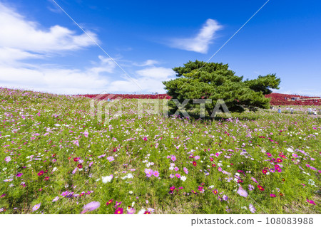 Hitachi Seaside Park in autumn, kochia and cosmos with red leaves, Hitachinaka City, Ibaraki Prefecture 108083988