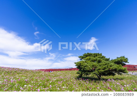 Hitachi Seaside Park in autumn, kochia and cosmos with red leaves, Hitachinaka City, Ibaraki Prefecture 108083989