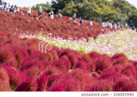 Hitachi Seaside Park in autumn, kochia and cosmos with red leaves, Hitachinaka City, Ibaraki Prefecture Hitachi Seaside Park in autumn, kochia and cosmos with red leaves, Hitachinaka City, Ibaraki Prefecture 108083990