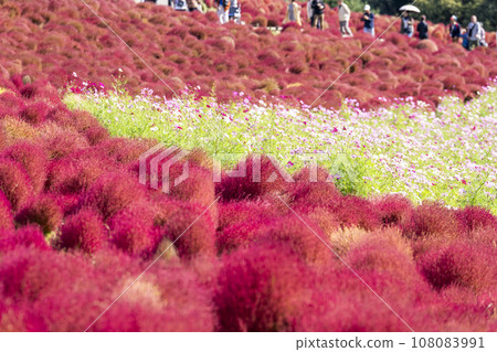 茨城縣常陸那珂市秋天的日立海濱公園、地膚和紅葉波斯菊 108083991