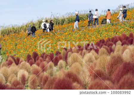 茨城縣常陸那珂市秋天的日立海濱公園、地膚和紅葉波斯菊 茨城縣常陸那珂市秋天的日立海濱公園、地膚和紅葉波斯菊 108083992