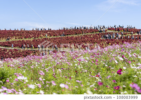 Hitachi Seaside Park in autumn, kochia and cosmos with red leaves, Hitachinaka City, Ibaraki Prefecture Hitachi Seaside Park in autumn, kochia and cosmos with red leaves, Hitachinaka City, Ibaraki Prefecture 108083999