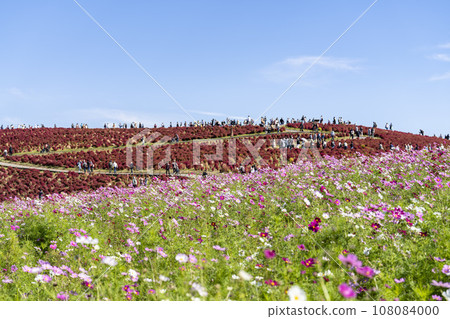 Hitachi Seaside Park in autumn, kochia and cosmos with red leaves, Hitachinaka City, Ibaraki Prefecture Hitachi Seaside Park in autumn, kochia and cosmos with red leaves, Hitachinaka City, Ibaraki Prefecture 108084000
