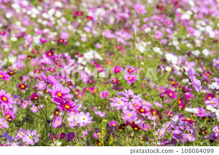 茨城縣常陸那珂市秋天的常陸海濱公園、大波斯菊 108084099