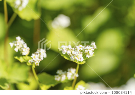 Autumn National Hitachi Seaside Park Buckwheat Flowers Hitachinaka City, Ibaraki Prefecture 108084114