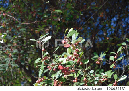 Fruit of moccoccus 108084181