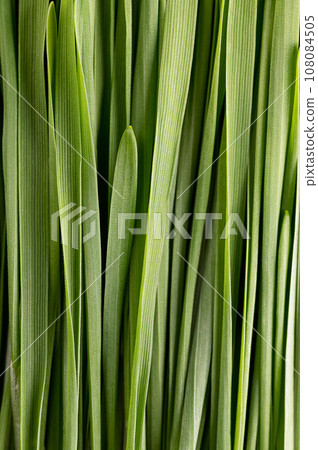 Wheatgrass, close up. Bunch of fresh leaves of sprouted common wheat, Triticum aestivum, used for food, drink, or dietary supplement. Contains chlorophyll, amino acids, minerals, vitamins and enzymes. Wheatgrass, close up. Bunch of fresh leaves of sprouted common wheat, Triticum aestivum, used for food, drink, or dietary supplement. Contains chlorophyll, amino acids, minerals, vitamins and enzymes. 108084505