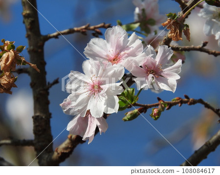 October cherry blossoms blooming in autumn October cherry blossoms blooming in autumn 108084617