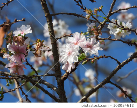 October cherry blossoms blooming in autumn 108084618