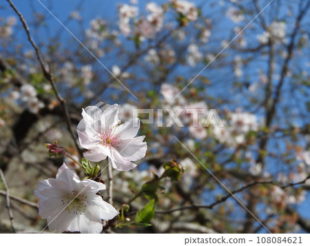October cherry blossoms blooming in autumn October cherry blossoms blooming in autumn 108084621