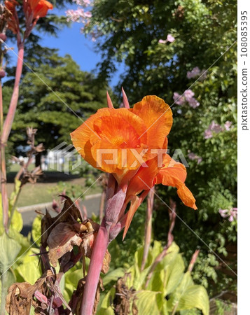 美人蕉的花朵艷麗奪目：一種夏季球根植物。 108085395