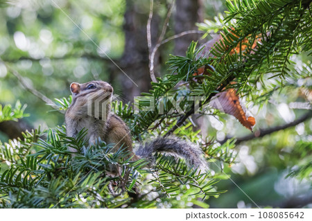 looking for nuts looking for nuts 108085642