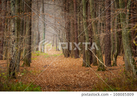 Alley in the autumn forest, November day 108085809