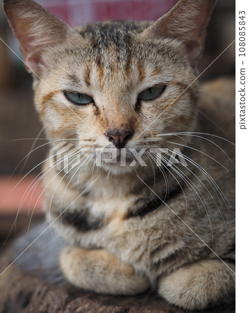 A cat looking suspicious A cat looking suspicious 108085843