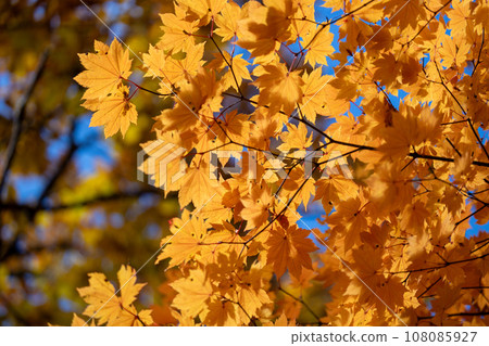 秋天的樹葉正在變色 108085927