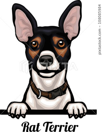 Rat Terrier - Color Peeking Dogs - breed face head isolated on white Rat Terrier - Color Peeking Dogs - breed face head isolated on white 108085984