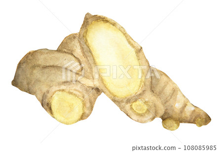 Watercolor painting of Ginger. Watercolor painting of Ginger. 108085985